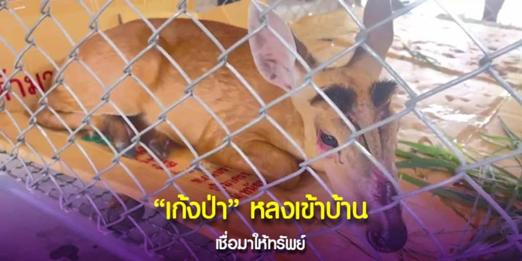 เลขสวย เก้งป่า หลุดเข้าบ้าน