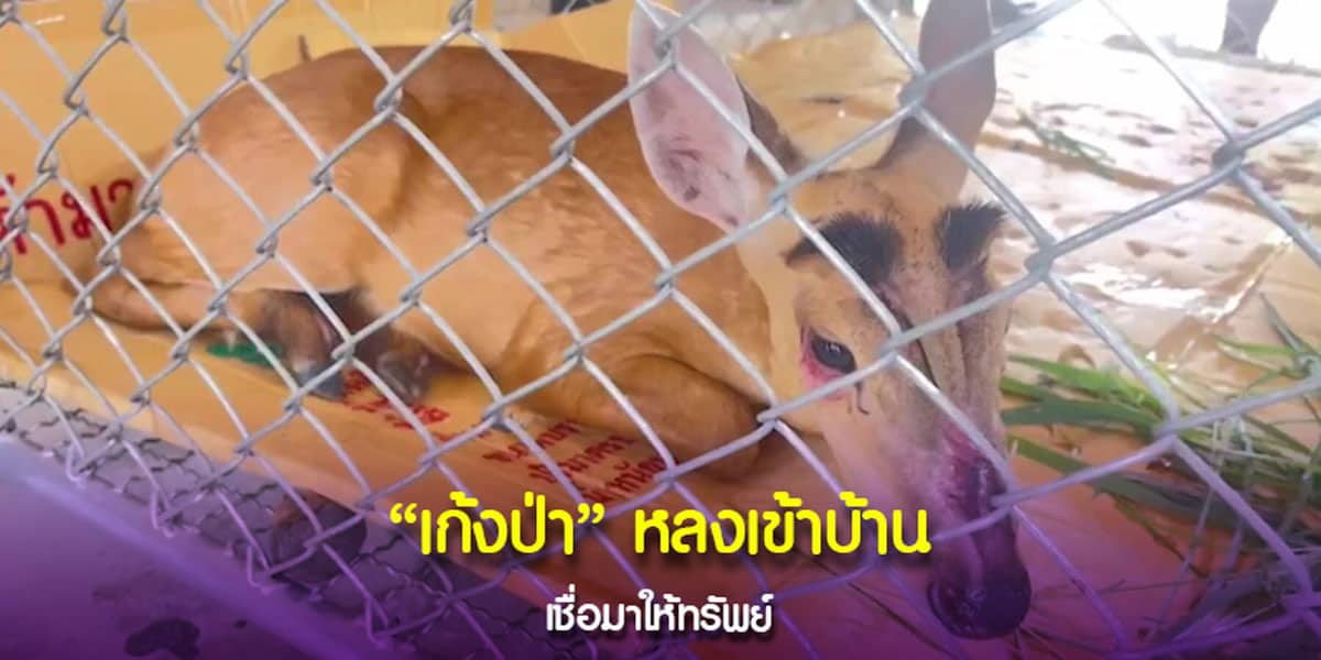 เลขสวย เก้งป่า หลุดเข้าบ้าน