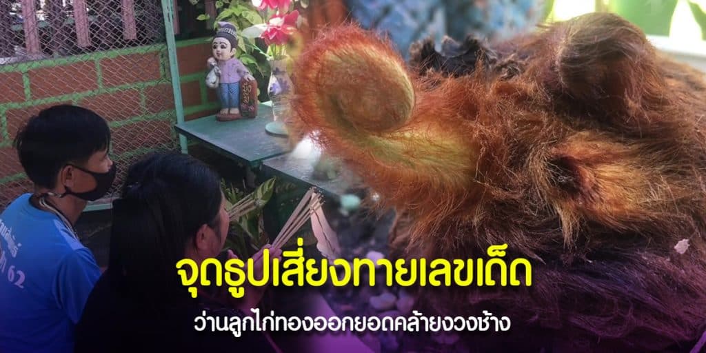 เลขเด็ดจากว่านลูกไก่ทองคล้ายงวงช้าง
