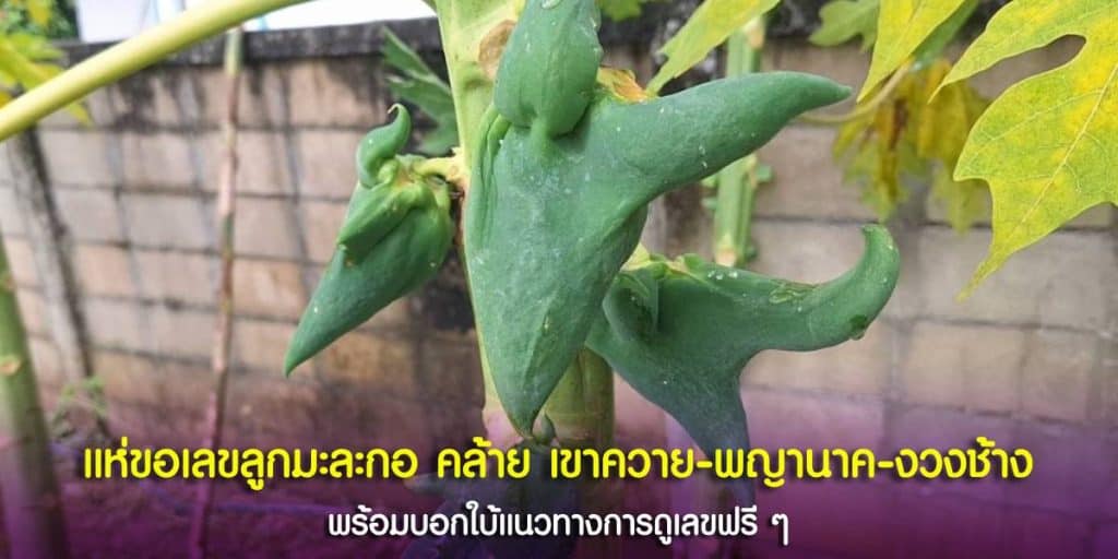 เลขเด็ดจาก ลูกมะละกอประหลาด