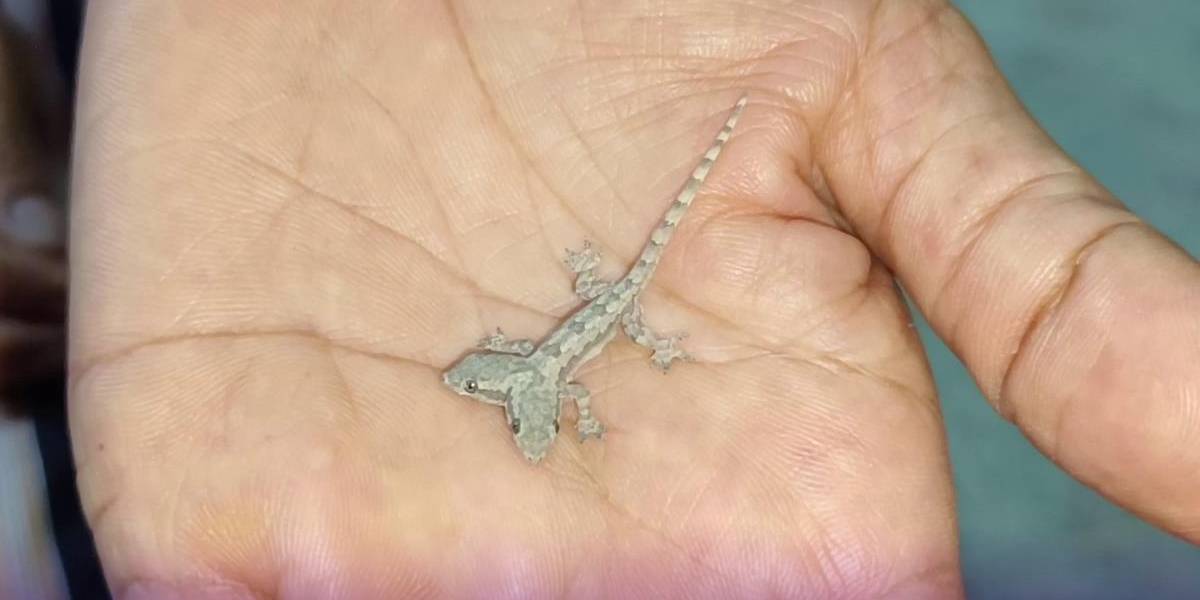 เลขเด็ด จิ้งจก 2 หัว 4 ตา 4 ขา 1 หาง