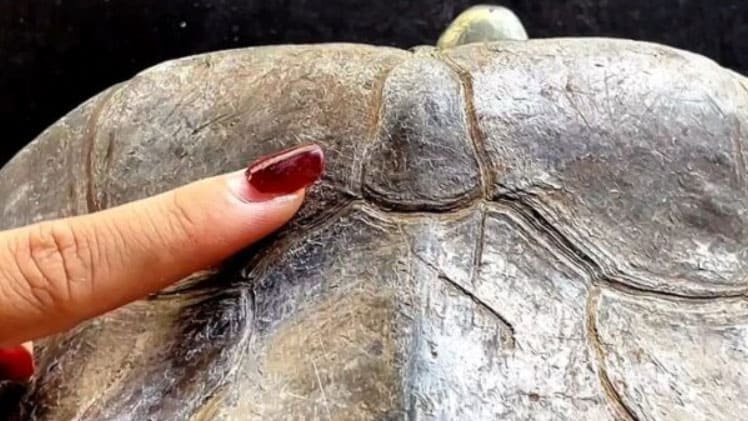 เลขเต่ายักษ์