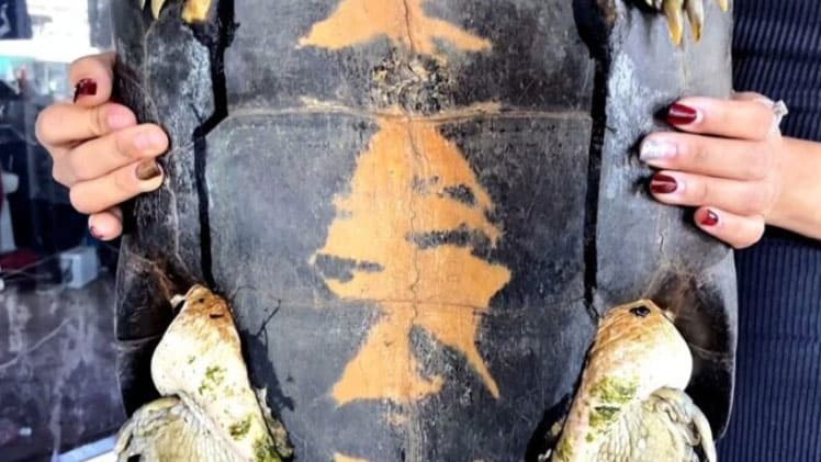 เลขเต่ายักษ์