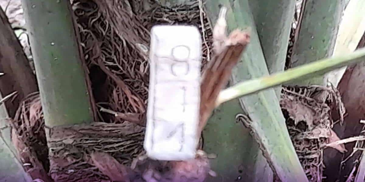 ชาวบ้านแห่ขอเลข “อินทผลัมคล้ายพญานาค” พร้อมเปิดเลขเด็ดแจกให้ฟรี ๆ