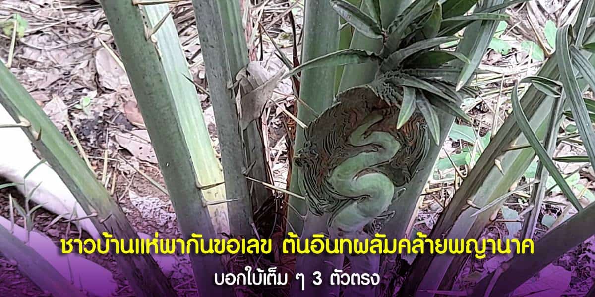ชาวบ้านแห่ขอเลข “อินทผลัมคล้ายพญานาค” พร้อมเปิดเลขเด็ดแจกให้ฟรี ๆ