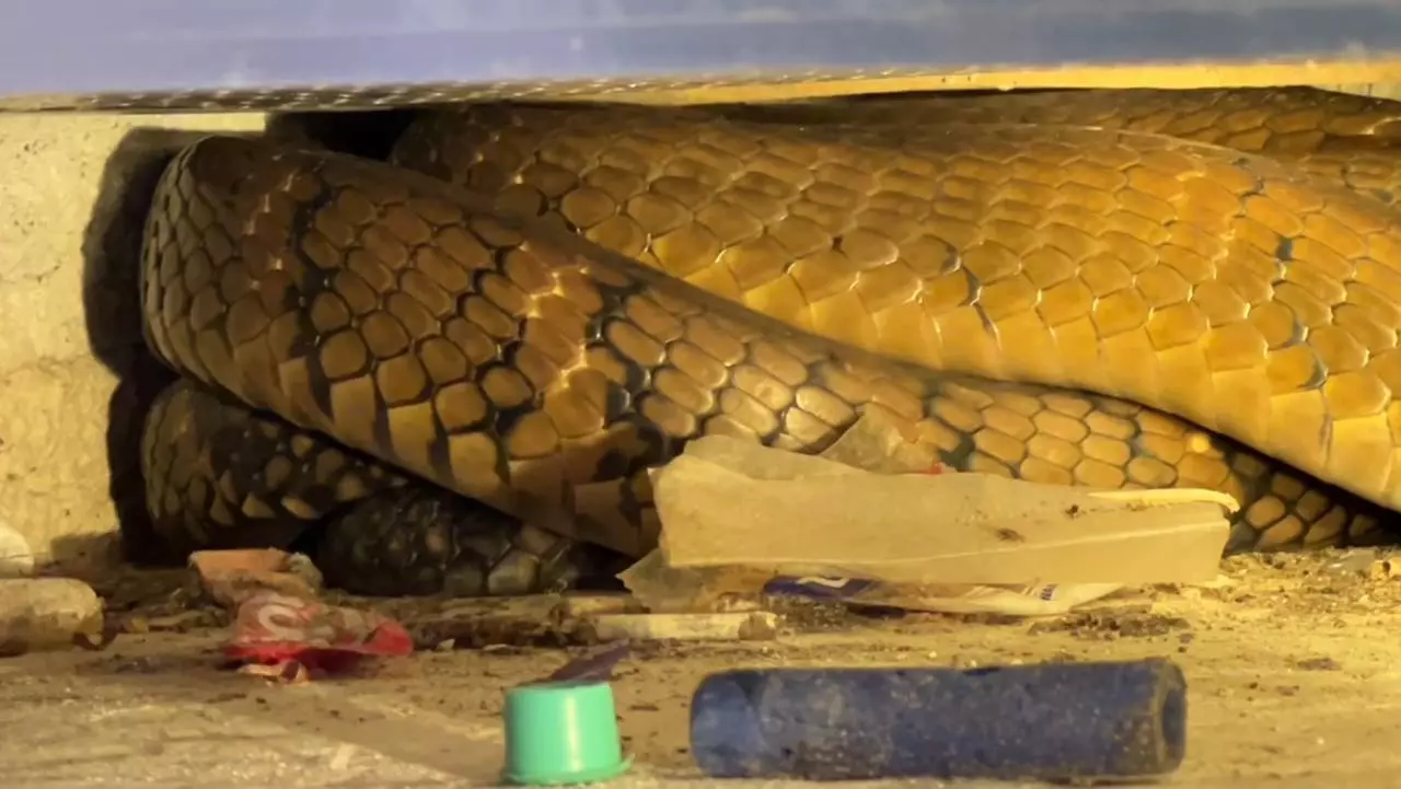 เจ้าของบ้านรีบพาลูกหนีหลังพบงูจงอางเลื้อยเข้าบ้าน จึงนำขนาดงูไปลุ้นโชค