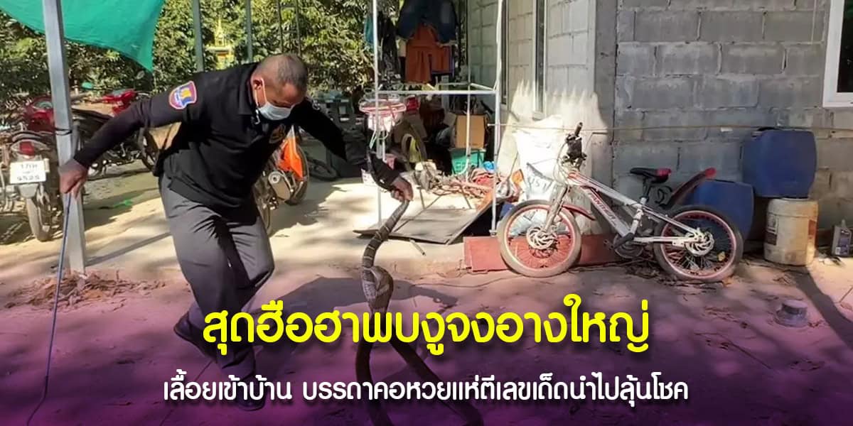 เจ้าของบ้านรีบพาลูกหนีหลังพบงูจงอางเลื้อยเข้าบ้าน จึงนำขนาดงูไปลุ้นโชค